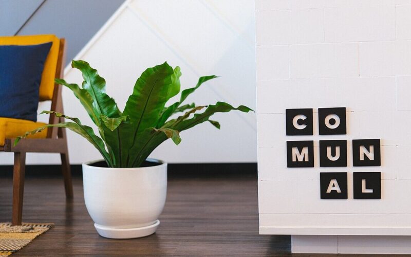 Roślina w doniczce na biurku w przestrzeni coworkingowej